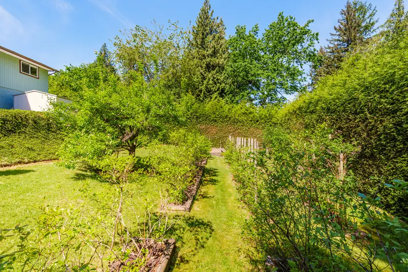 A garden path between tall hedges